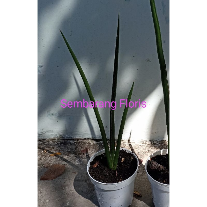 Sansevieria Cylindrica Deserti / Sansevieria Desertii B
