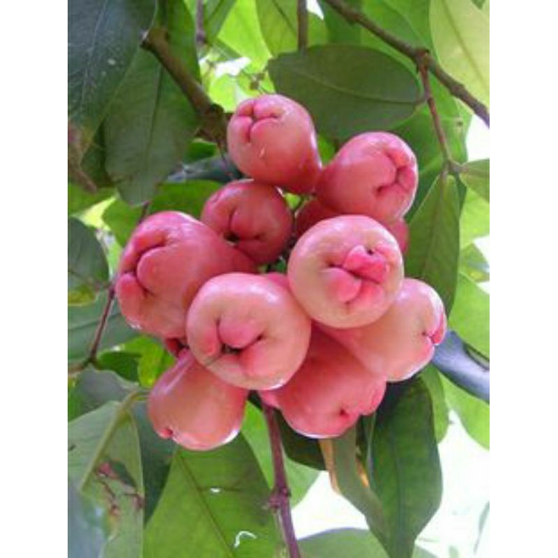 

JAMBU AIR PINK SATU KILO