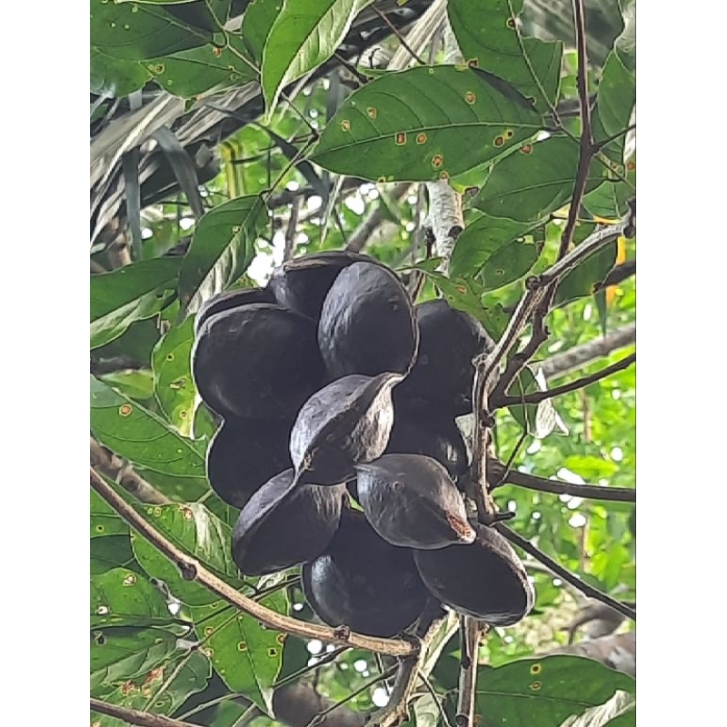 

Jengkol fresh langsung dari pohon