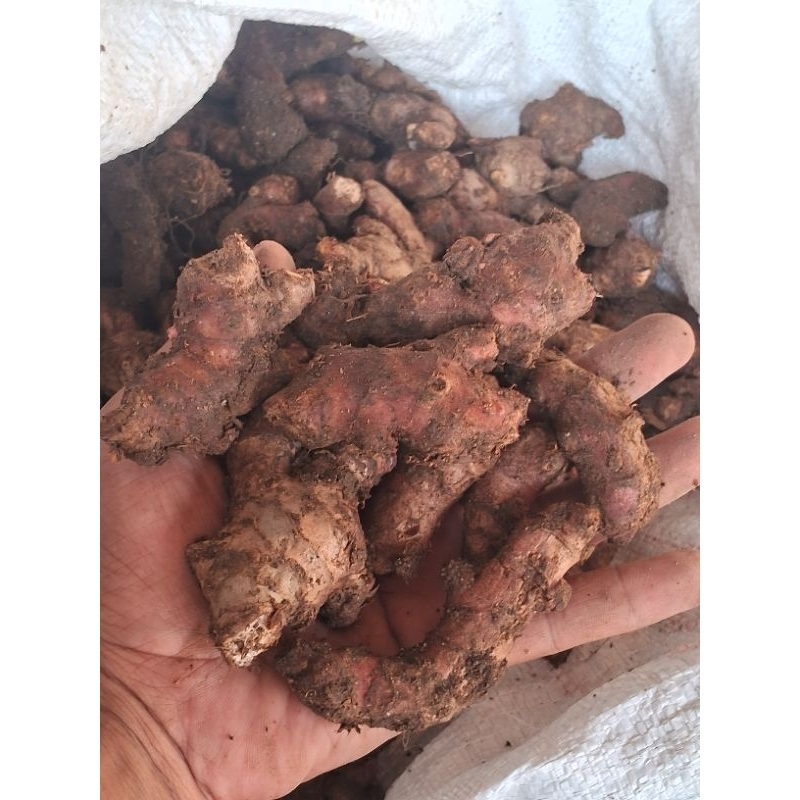 

jahe merah 1 kg segar campur