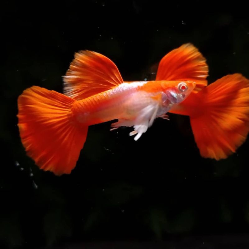 hiasan kolam / aquarium [ Albino tuxedo red ear ]