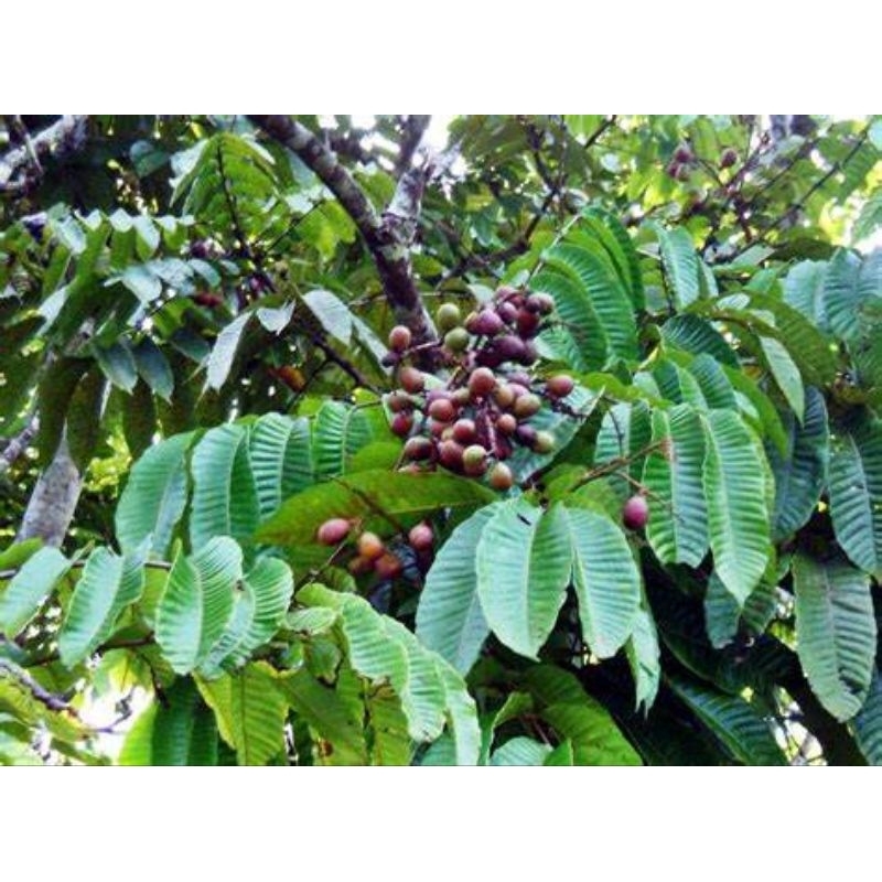 

300 gram bubuk daun matoa