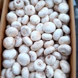 

jamur kancing /jamur champignon fresh