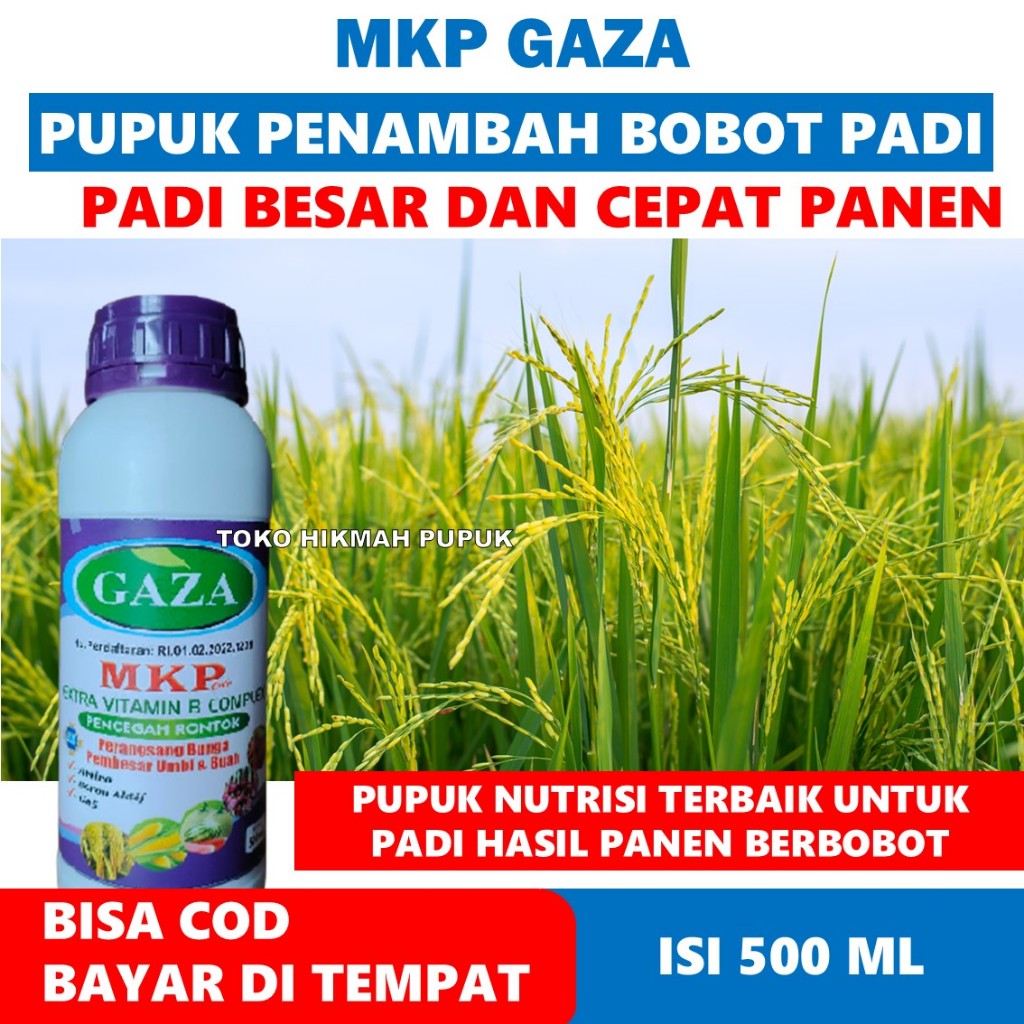 (PUPUK KALSIUM PADI) isi 500 ML MKP GAZA PUPUK PENAMBAH BOBOT PADI AMPUH, Pupuk Bulir Padi Biar Beri