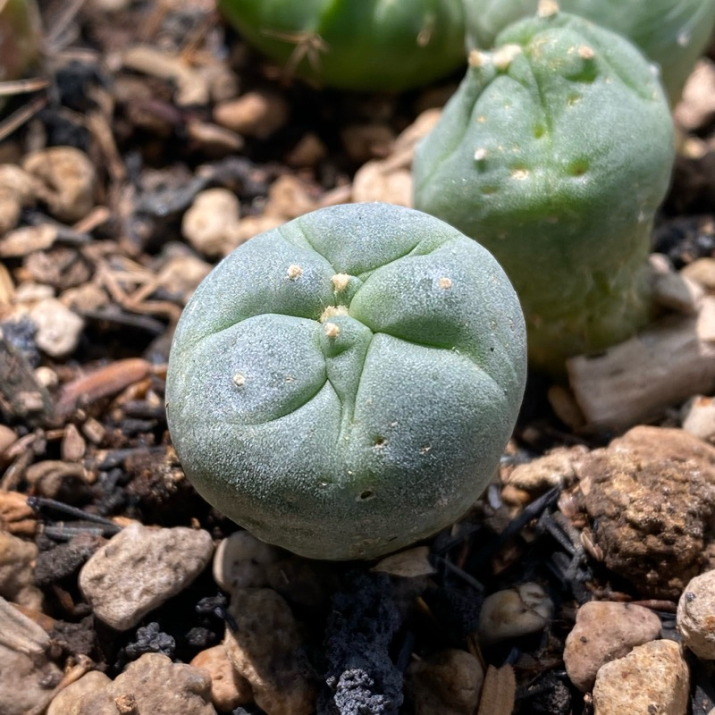 Kaktus Lophophora Ownroot