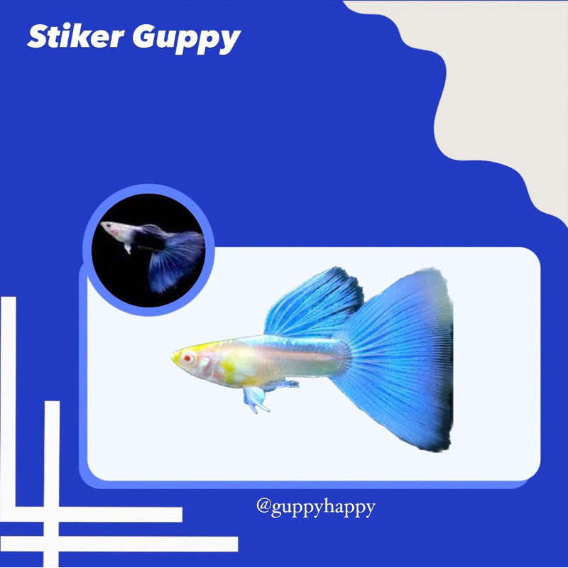 STIKER GUPPY SKY BLUE (Topas)