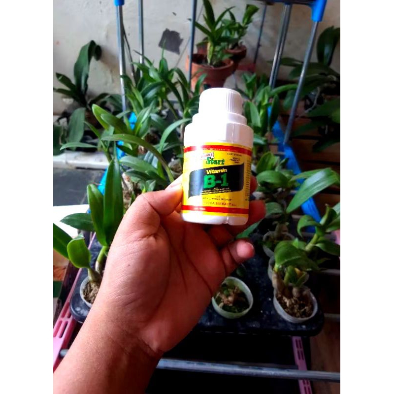 vitamin tanaman hias B1 Liquinox pupuk cair untuk akar tanaman