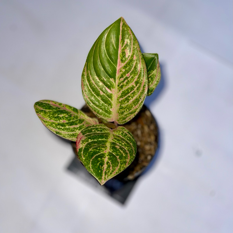 Aglaonema asri merah