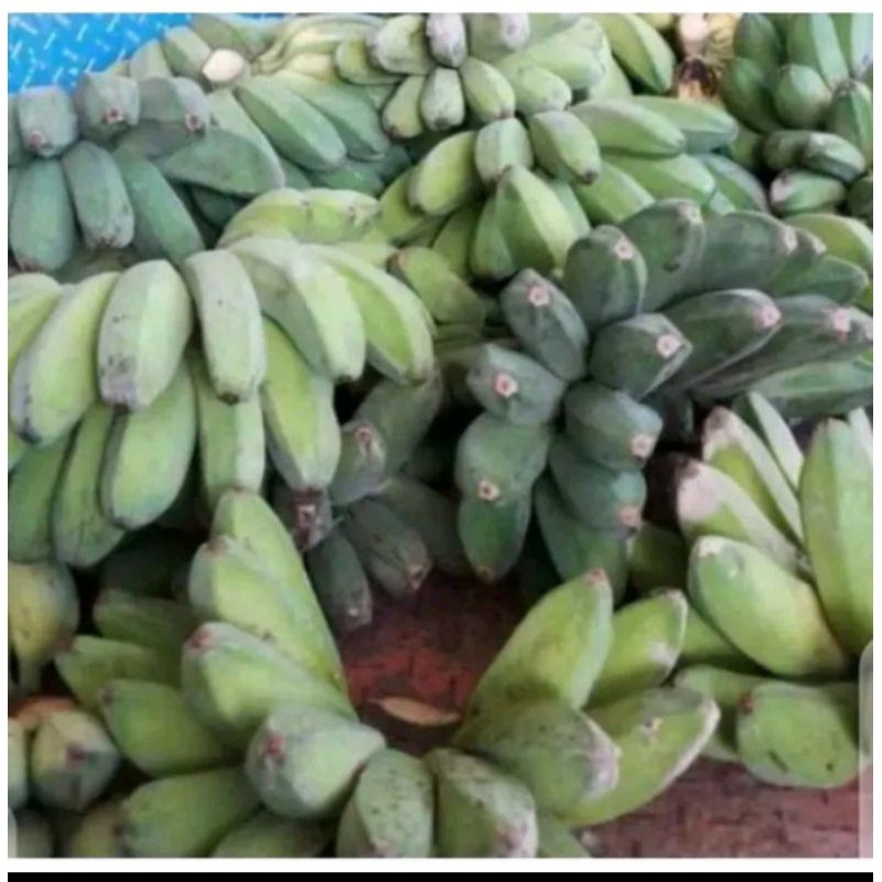

PISANG KEPOK MENTAH MENTAH SEGAR BUAT KERIPIK 1 kg