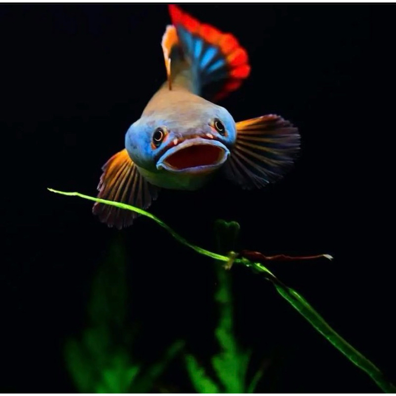 Limbata baby bahan rim merah asli pegunungan terpilih calon galak