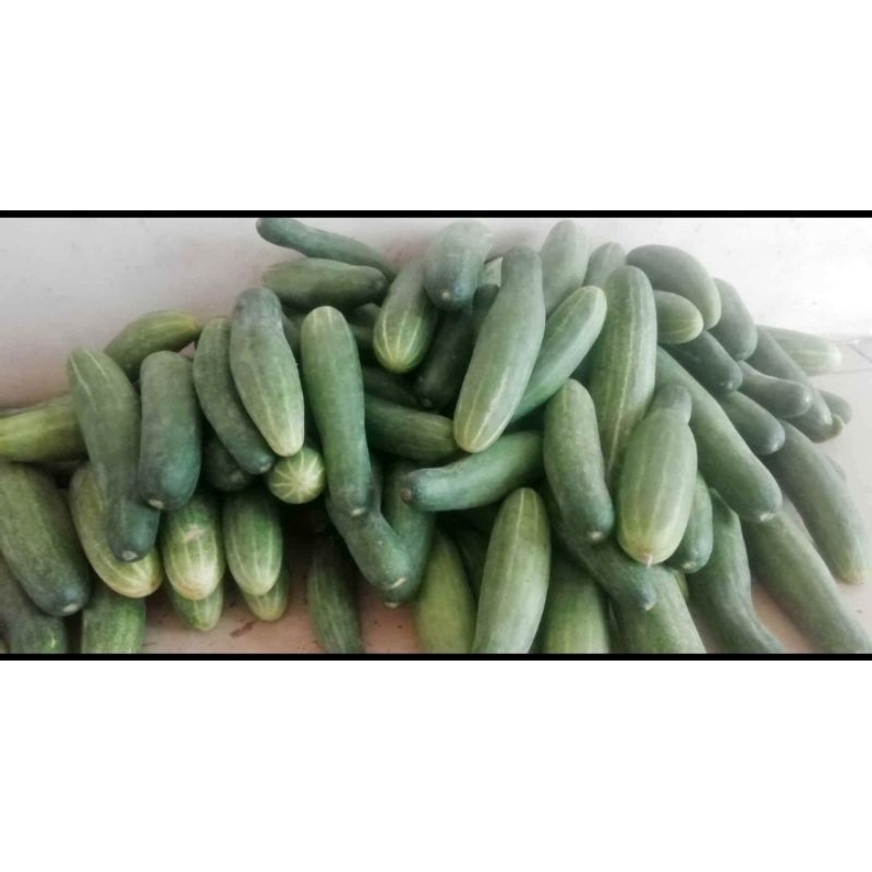 

timun ijo