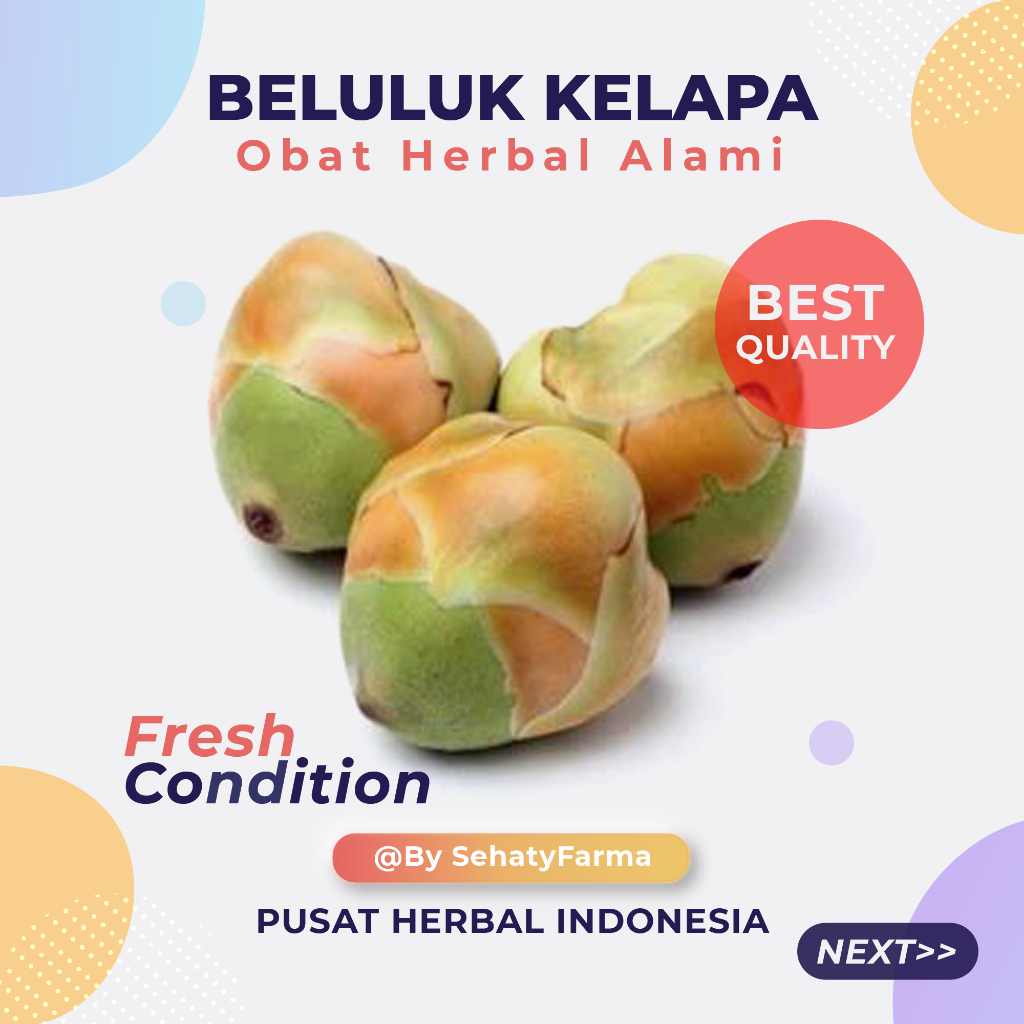 

FRESH! BELULUK KELAPA KECIL | TEMBULUK KERING