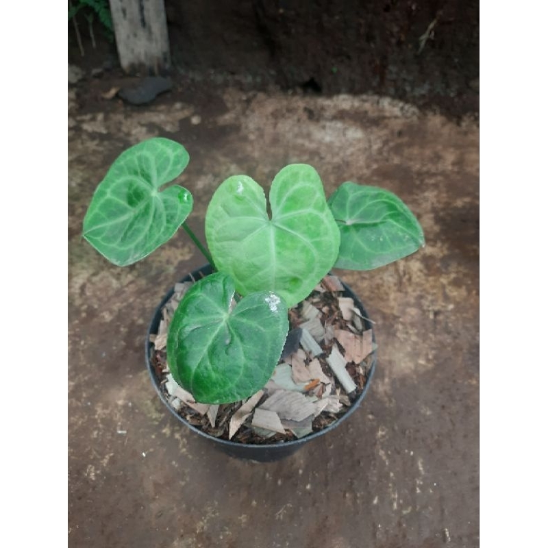 anthurium clarinervium hybrid