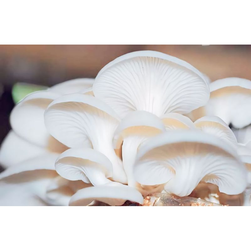 

Jamur Tiram frees Segar/budidaya sendiri(panenan sendiri) 1kg