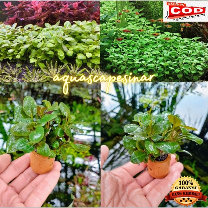 Lobelia cardinalis "mini" media pot tanaman aquascape-tanaman air LoW co2(bergaransi)
