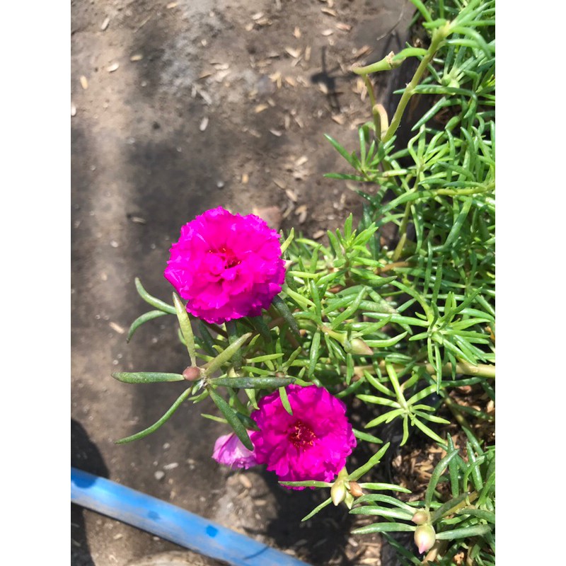 Tanaman Tanaman Bunga Krokot Mossrose Warna Warni Bunga krokot Tumpuk