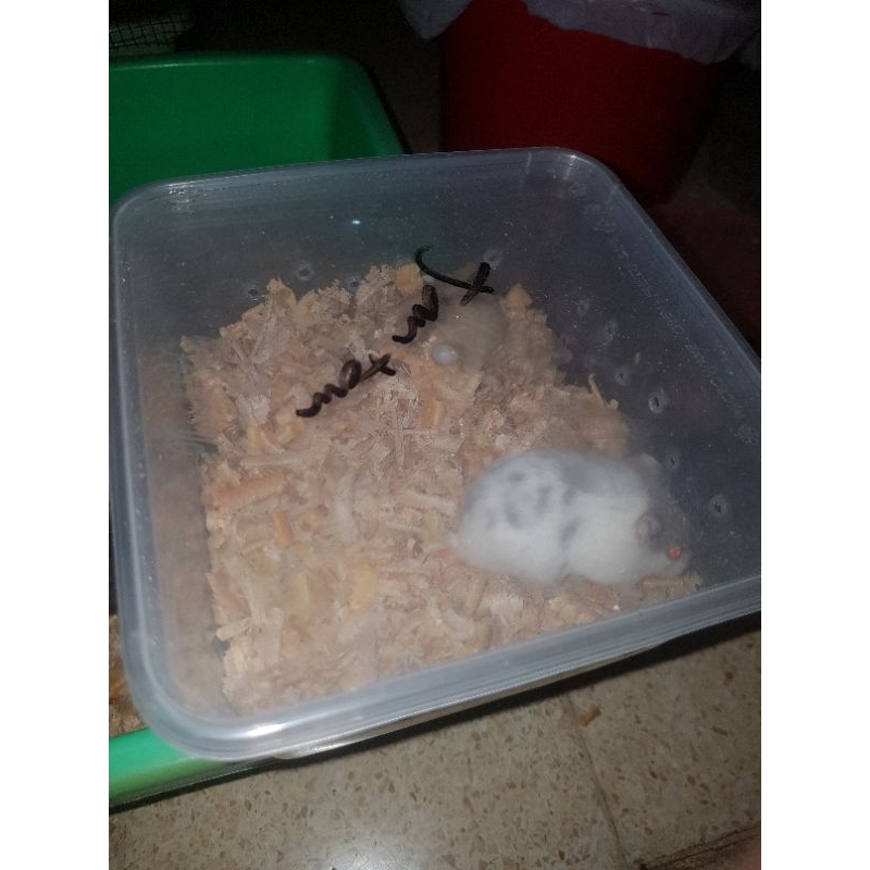 

mainan hamster syrian