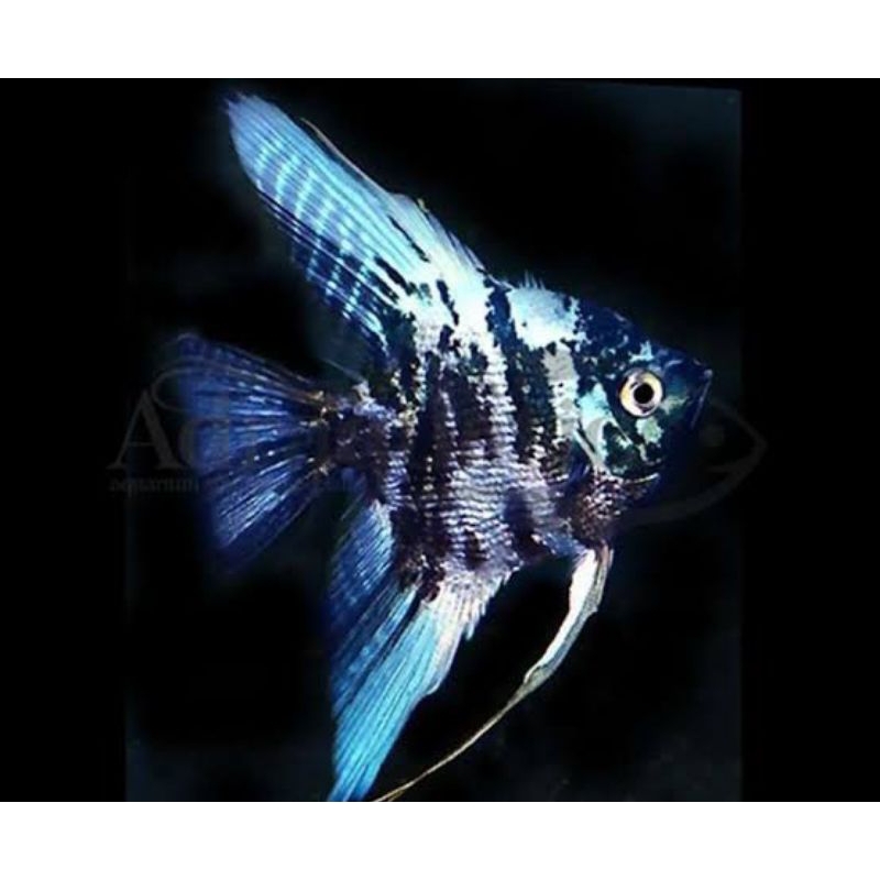 Manfish blue marbel ikan hias aquascape