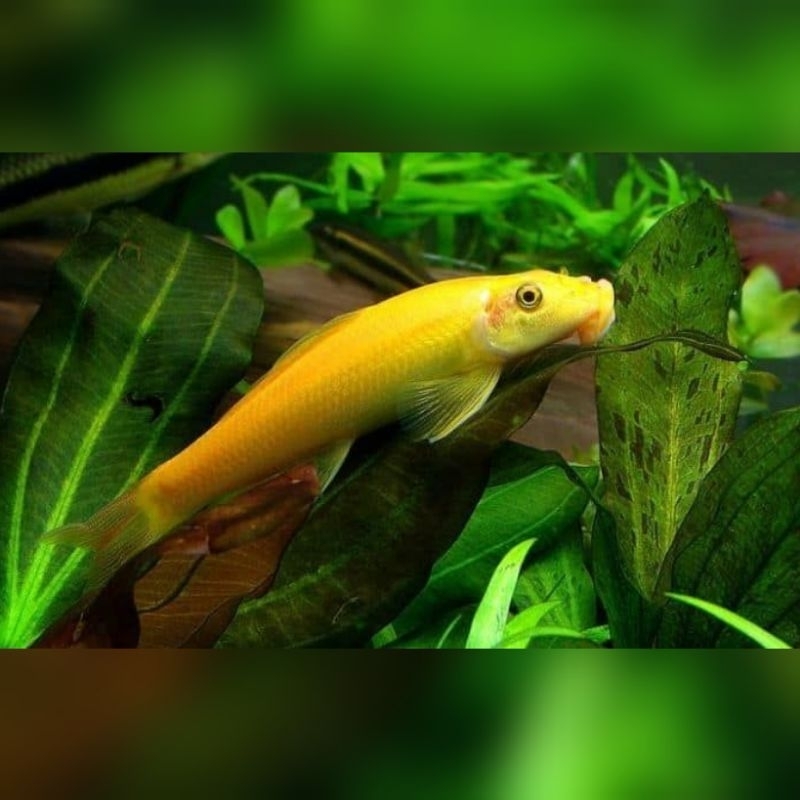 Ikan Hias Chinese Algae Eater Ikan CAE Pemakan Lumut Pembersih Aquarium Pembersih Lumut Hiasan Aquar