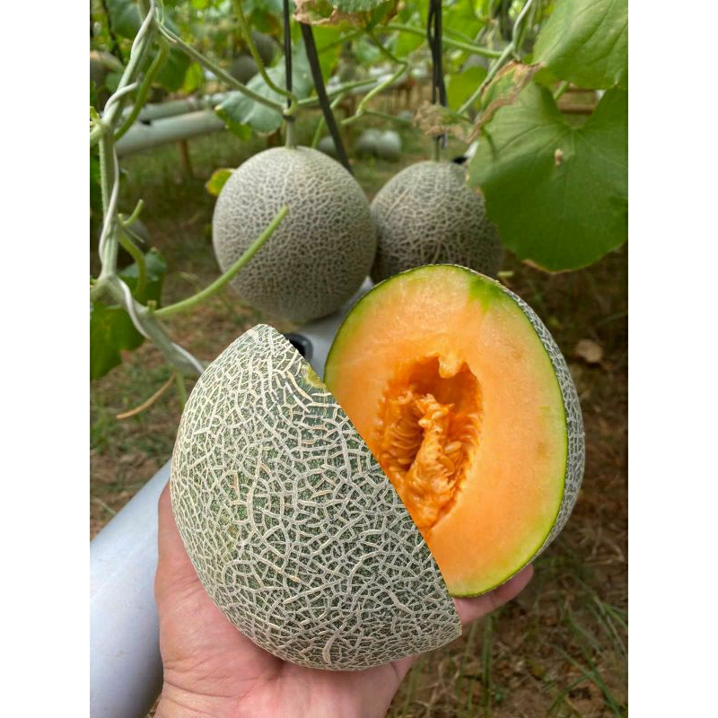 

melon golden aroma
