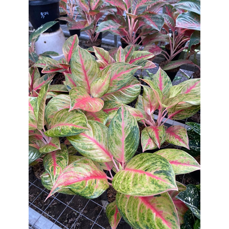 Aglaonema Red Exotic