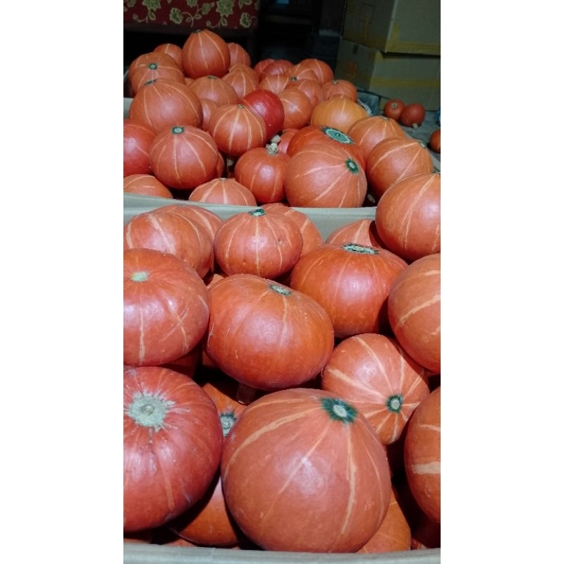 

kaboca oren per 1kg
