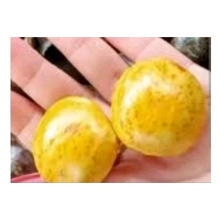 

jengkol segar sudah tua petik dari kebun Jengkol liek di lintau 1 kg Jengkol super liek