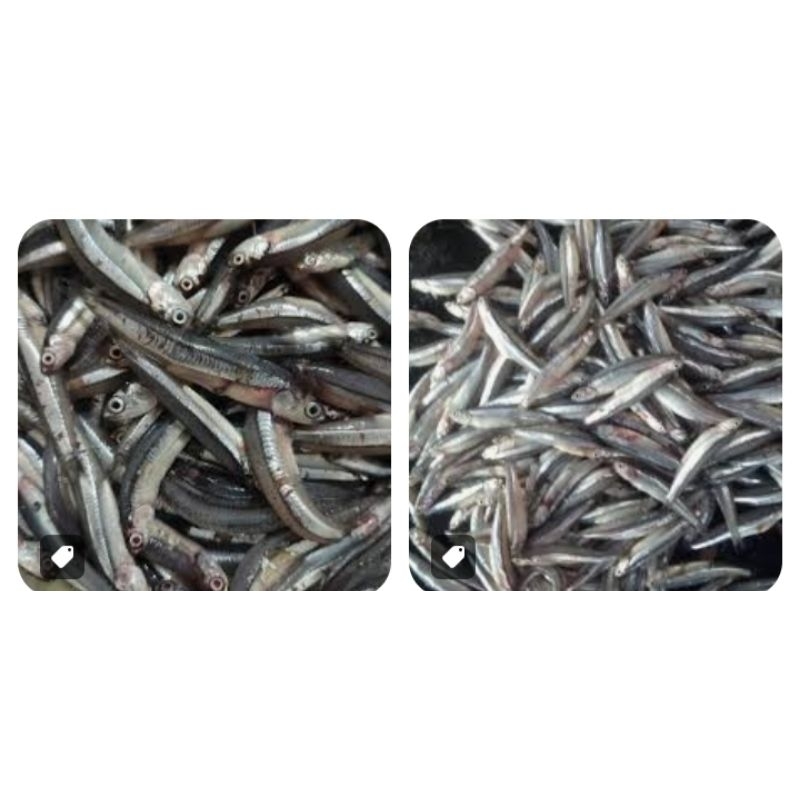 

ikan mairo basah/ pasar online karuwisi