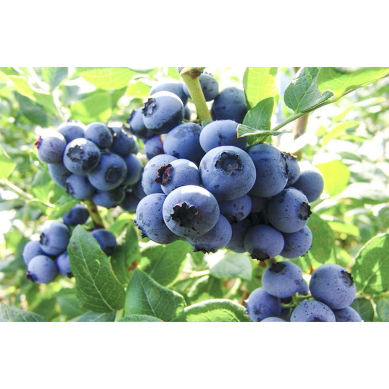 

blueberry ausy 1kg