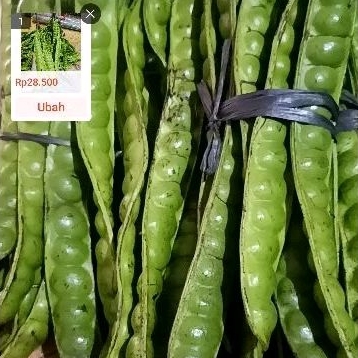 

PETE PENDEK SEDANG FULL TUA ISI 10 LONJOR