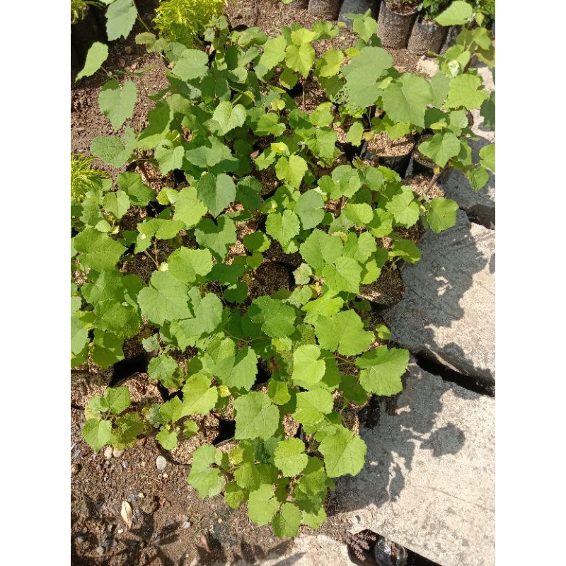 bibit  anggur batang  besar Jupiter beli (2)bonus(3)jeruk,nipis