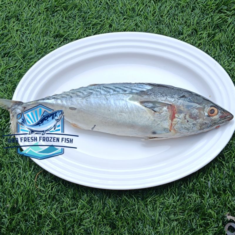

Ikan Tongkol Beku Fresh Segar