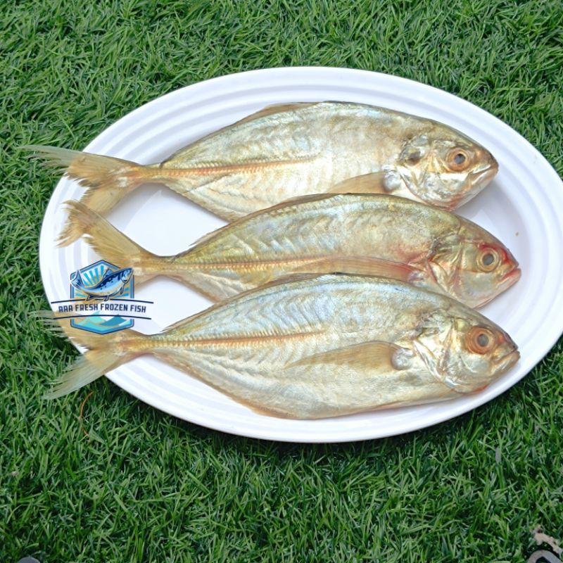 

Ikan Kue Ikan Kuwe Ikan Kwe Beku Segar