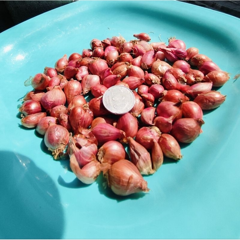 

Bawang Merah probolinggo ukuran Kecil
