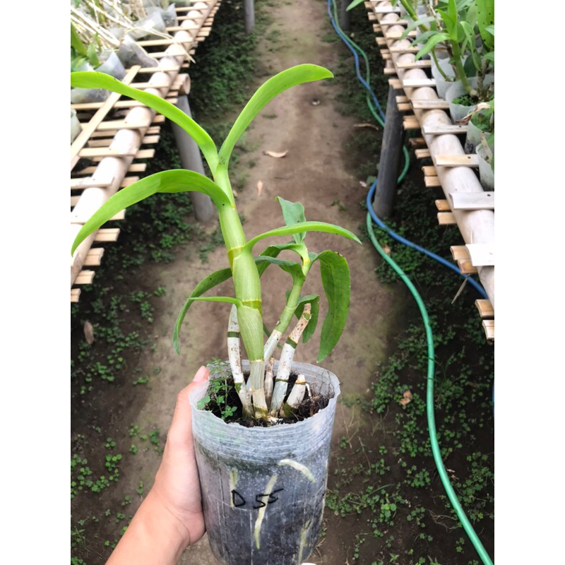 Anggrek Dendro Dewasa Sortiran