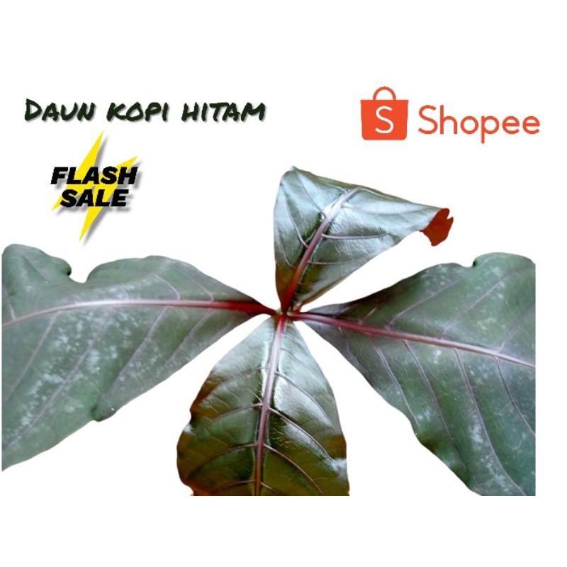 

Daun Kopi Hitam