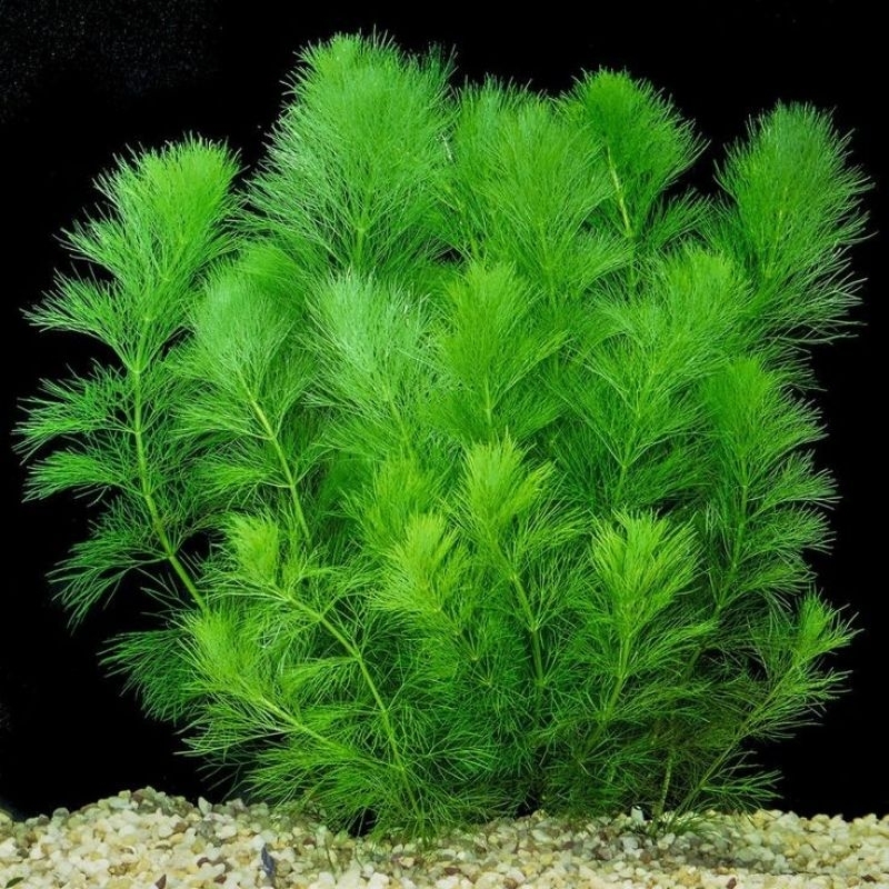 Tanamam air Ganggang Hydrilia, Ekor Tupai, Hornwort 12 pcs Rumpun | Aquascape Plant + Cabomba