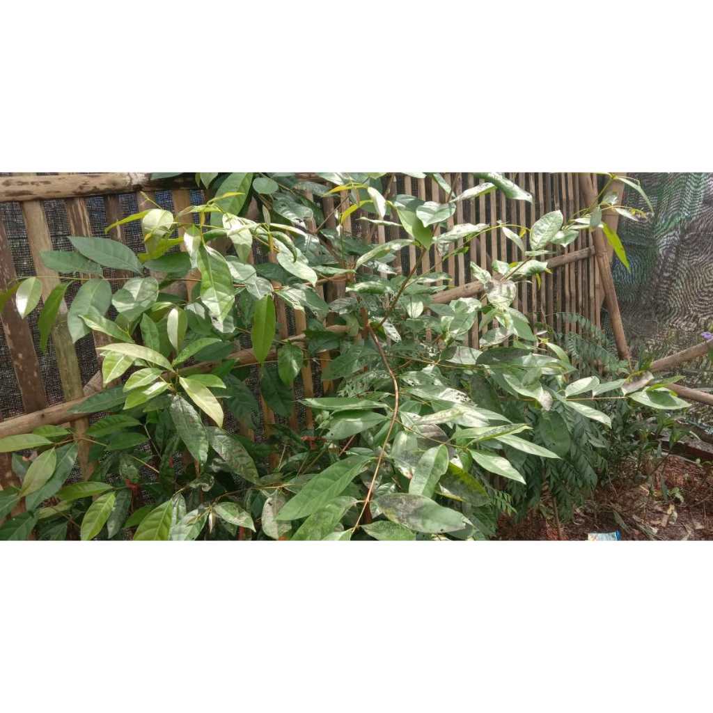 

Daun Salam Segar 300 Lembar Segar