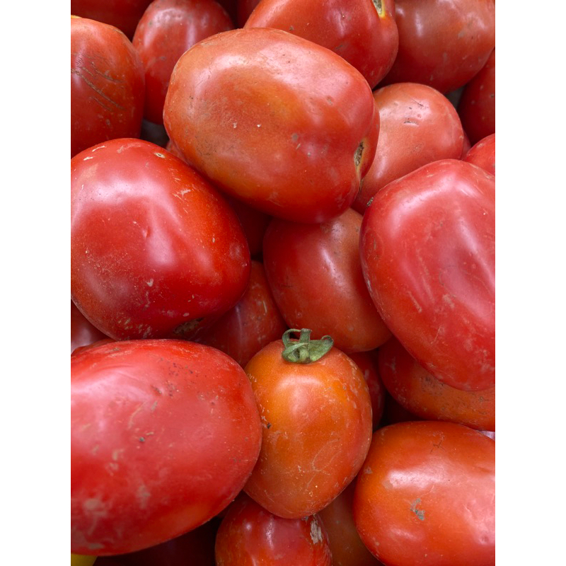 

TOMAT MERAH BERASTAGI