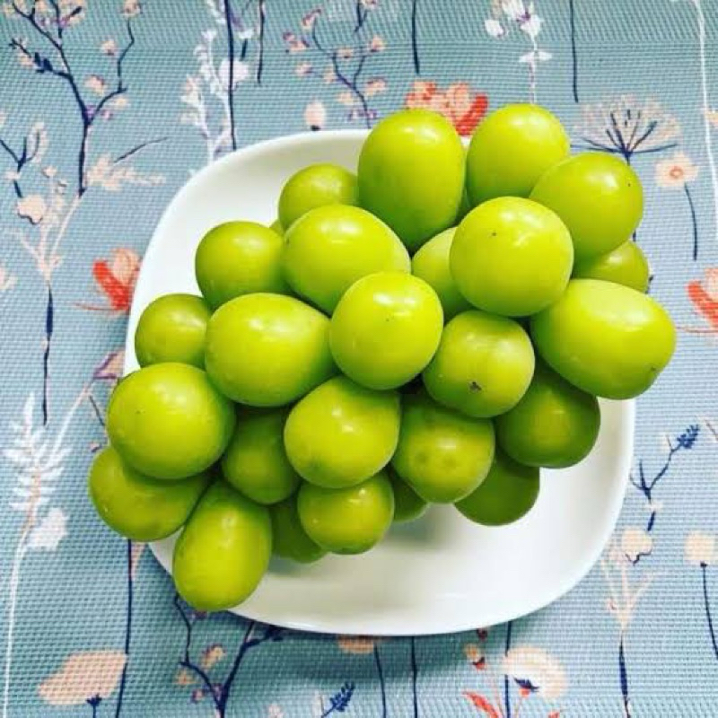 Bibit anggur muscat hijau hasil grafting