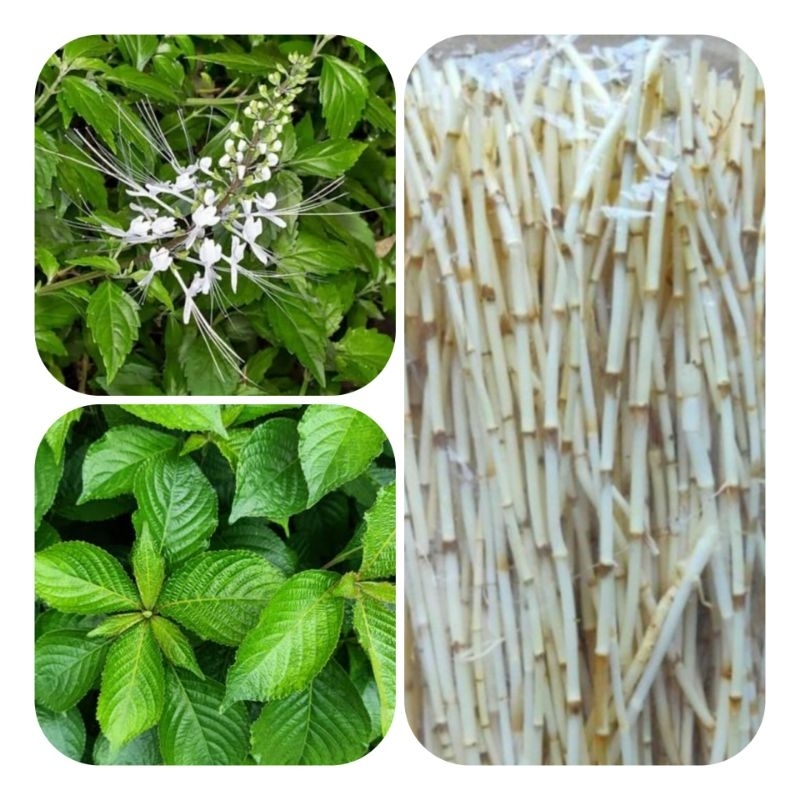 

Paket KOMPLIT kumis kucing / akar alang / keji beling