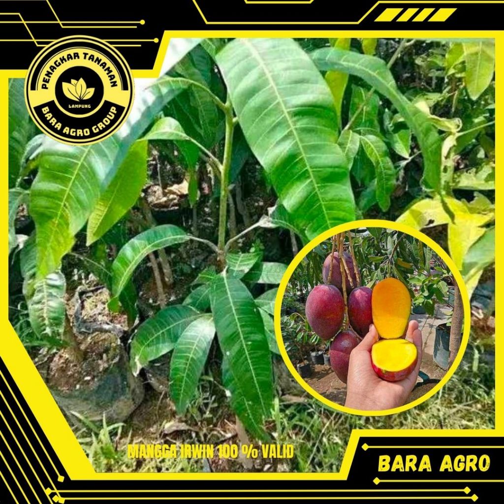 Bibit Mangga Irwin Asli Tanaman Sudah Okulasi Cepat Berbuah
