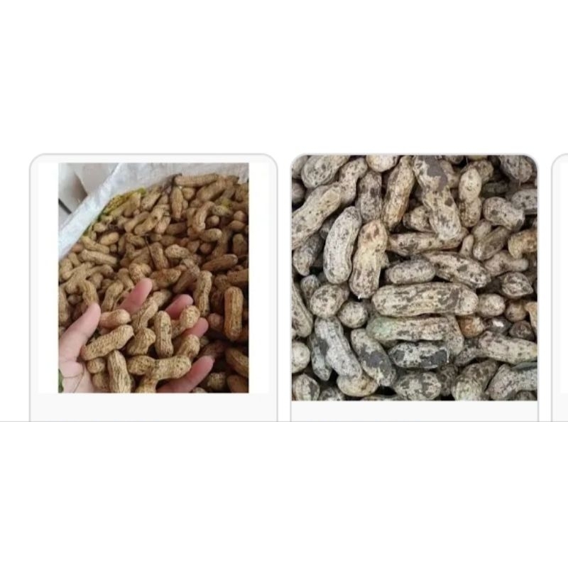 

kacang tanah mentah / pasae online karuwisi