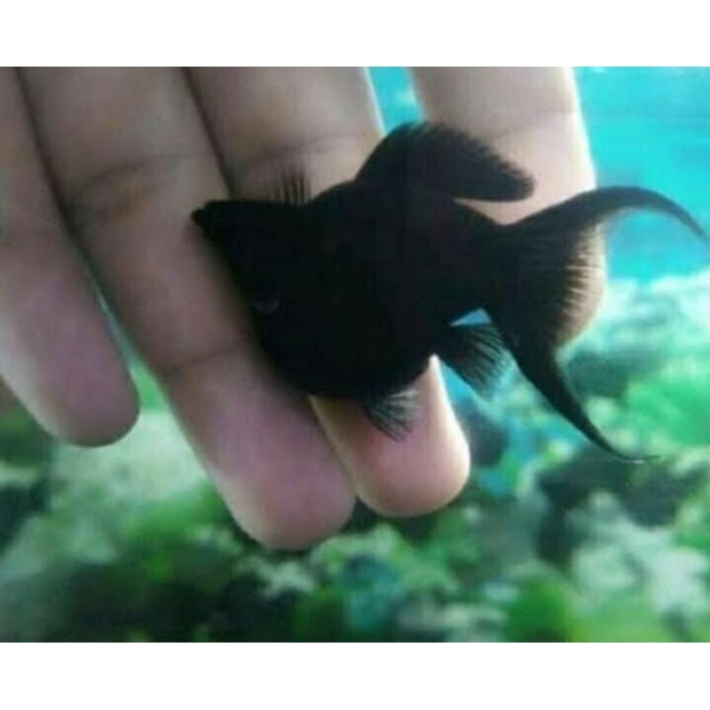 ikan black molly Cawang ikan aquarium aquascape air tawar
