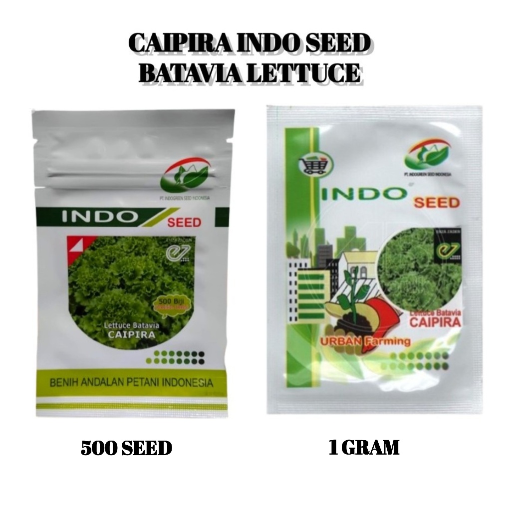 Benih Biji Bibit Lettuce Batavia Caipira Selada Hidroponik Indo Seed