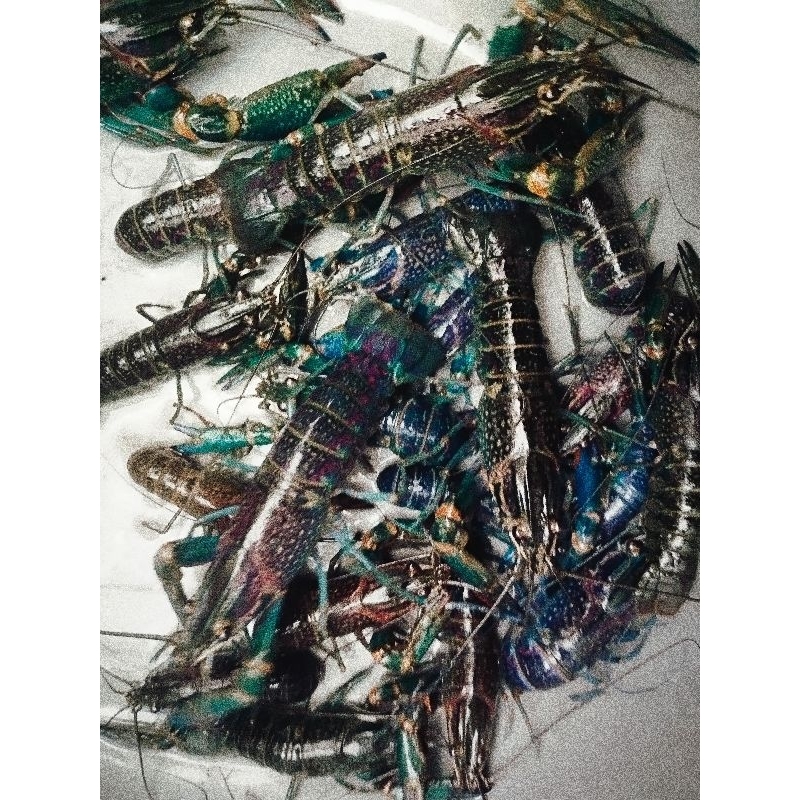 Bibit Lobster Air Tawar