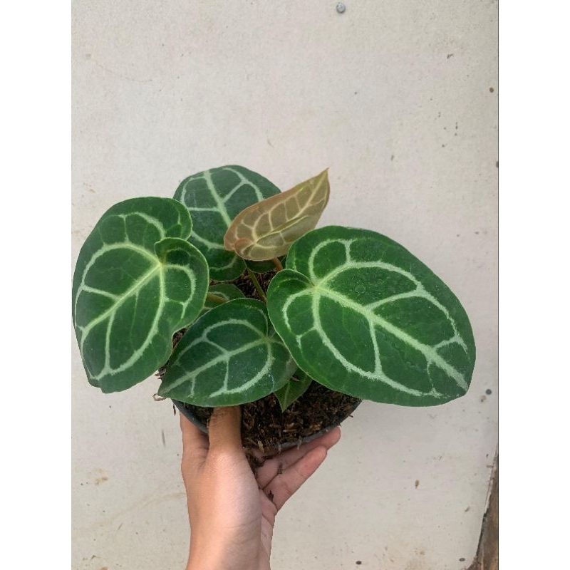 Tanaman Hias Kuping Gajah Dorayaki Silver Hope-Anturium Dorayaki