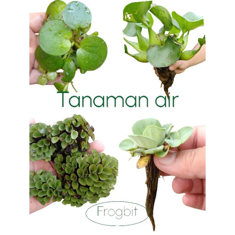 satu paket 20 frogbit 20 apu apu 5 enceng gondok 10 Silviana molista