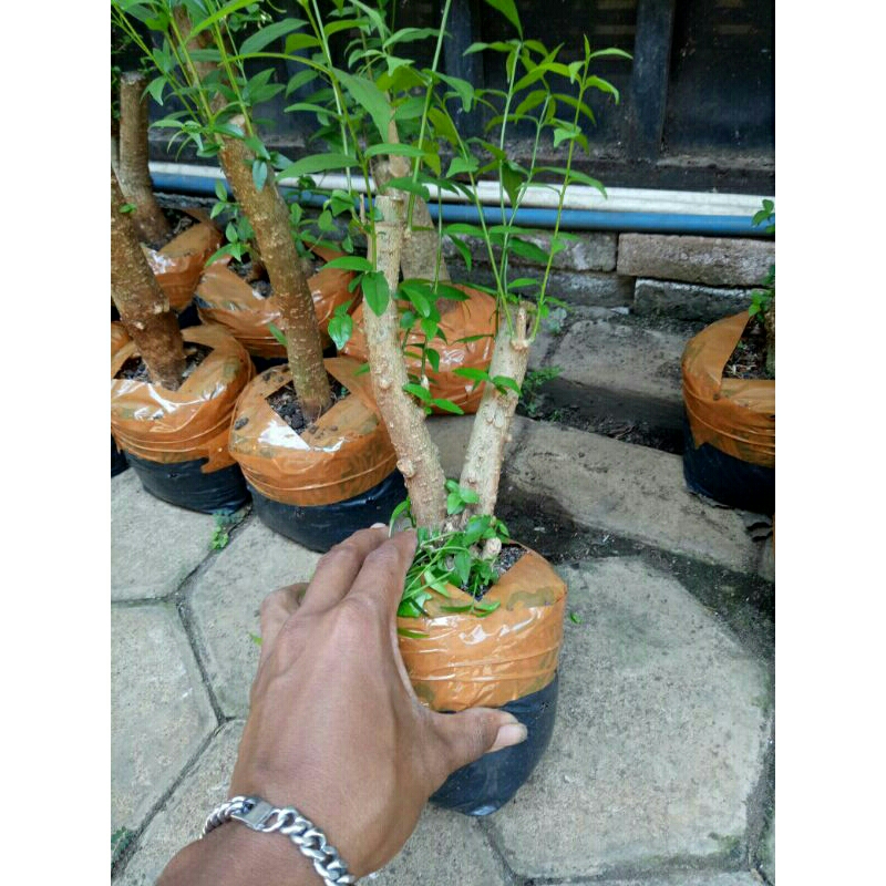 bahan bonsai anting putri bonggol
