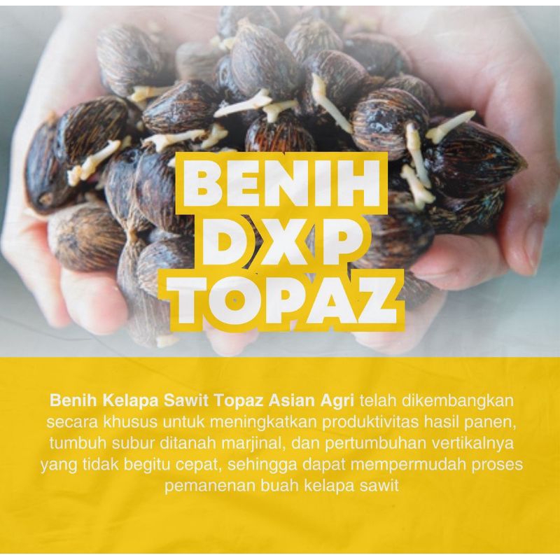 150 butir Benih Sawit DXP TOPAZ ASIAN AGRI ORIGINAL SERTIFIKAT